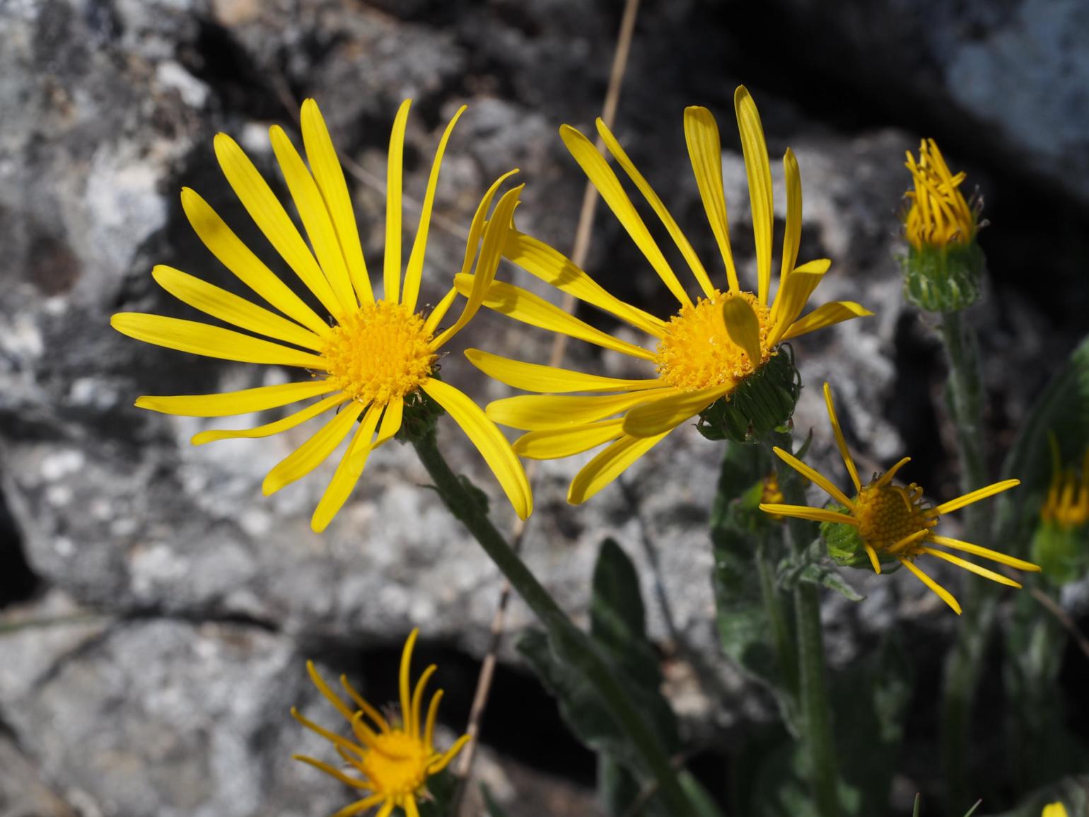 Ragwort, Provencal